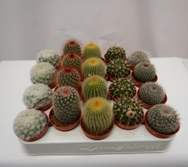 CACTUS BOULE MIX
