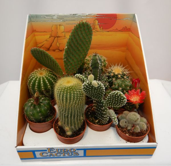 CACTUS BOULE MIX