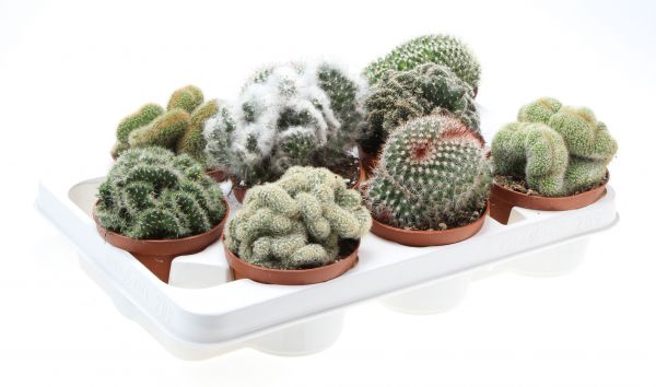 CACTUS CRISTATA