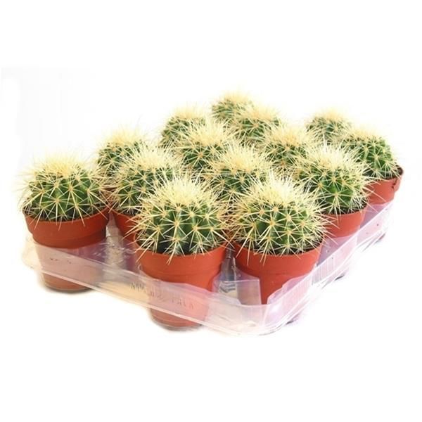 CACTUS GRUSONII