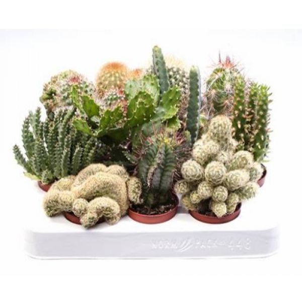 CACTUS MIX