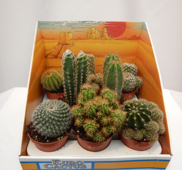 CACTUS MIX