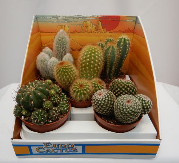 CACTUS MIX
