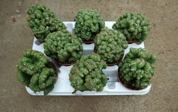 CEREUS CRISTAAT