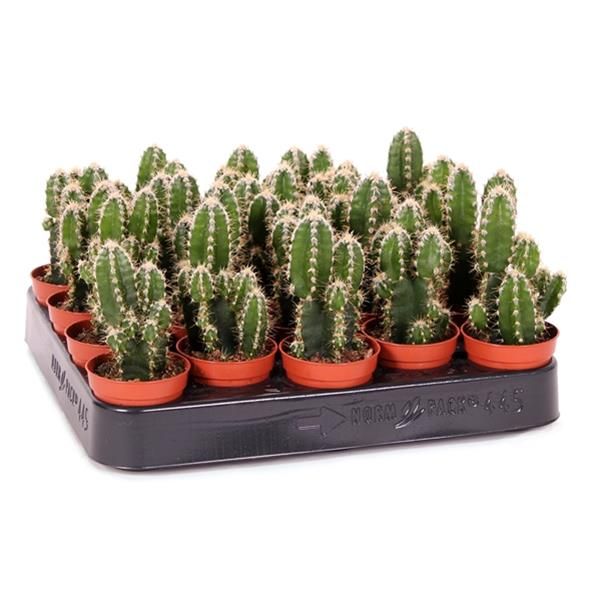 CEREUS FLORIDA