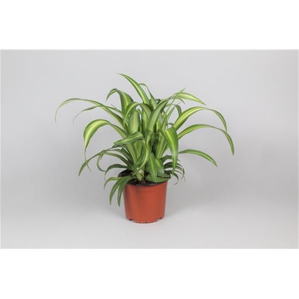 CHLOROPHYTUM HAWAIIAN