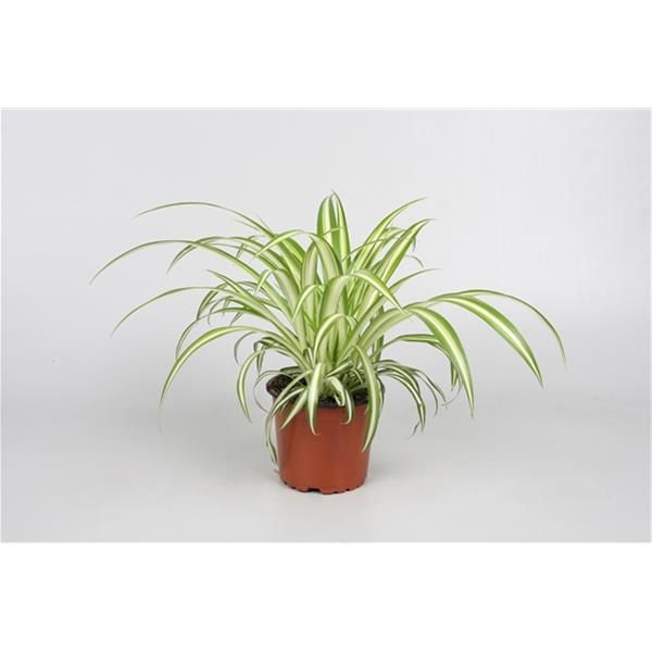 CHLOROPHYTUM VARIEGATUM