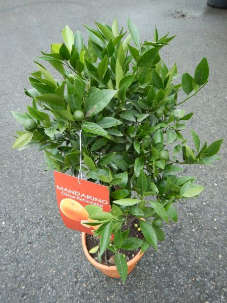 CITRUS CLEMENTINE
