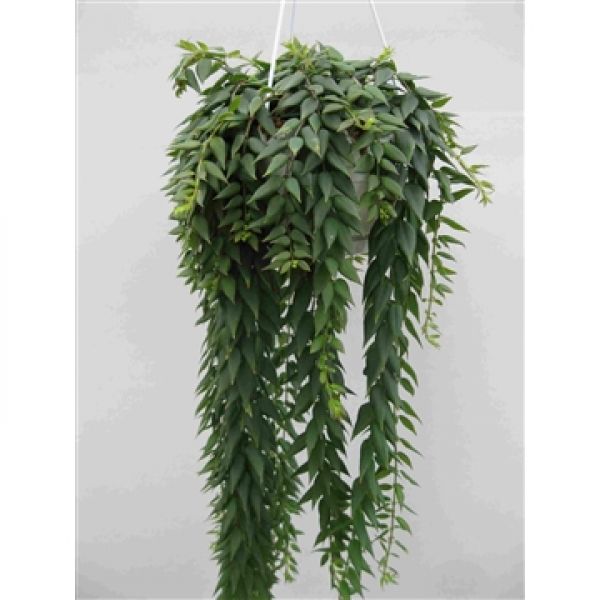 COLUMNEA ARGUTA
