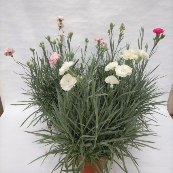 DIANTHUS DEVON