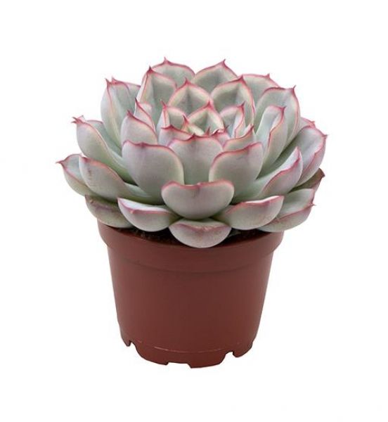 ECHEVERIA PARVA