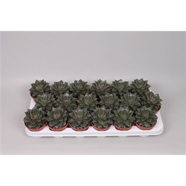 ECHEVERIA PURPUROSUM