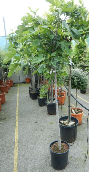FICUS CARICA TIGE