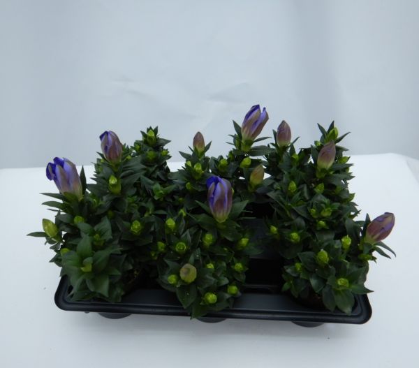 GENTIANE SCABRA