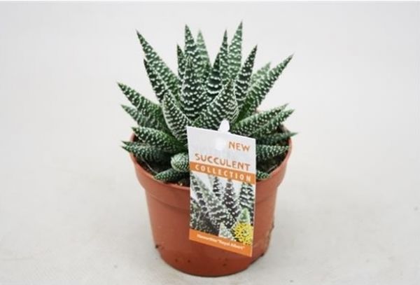 HAWORTHIA ROYAL ALBERT