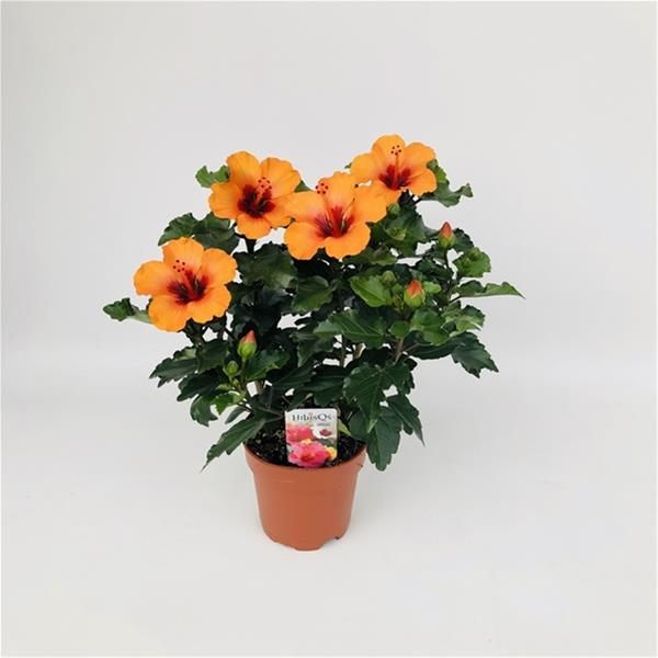 HIBISCUS PETIT ORANGE