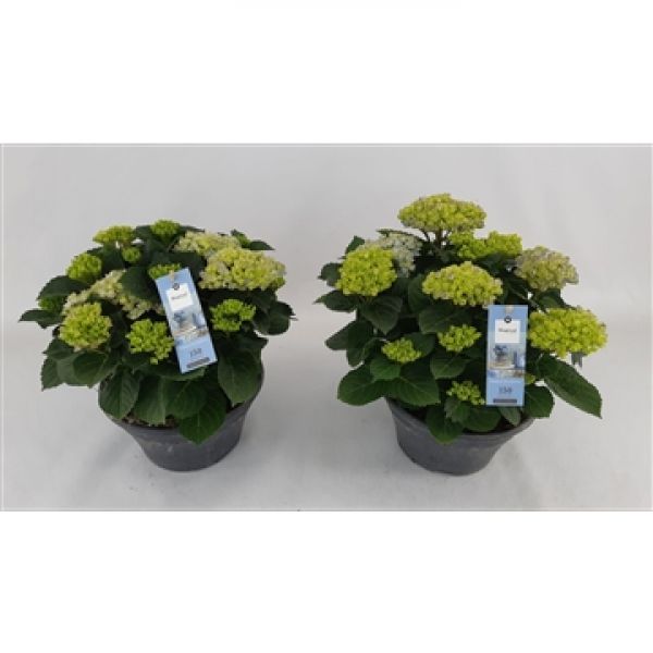 HORTENSIA MAGICAL