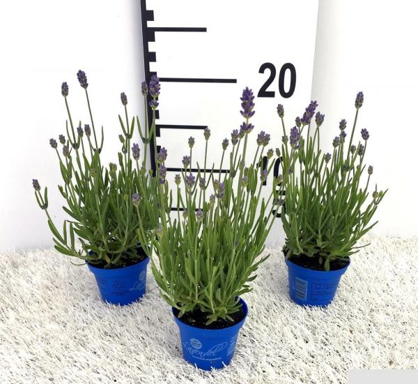 LAVANDULA AUGUSTIFOLIA