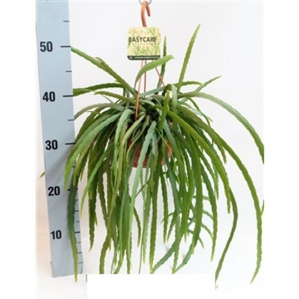 LEPISMIUM BOLIVIANUM