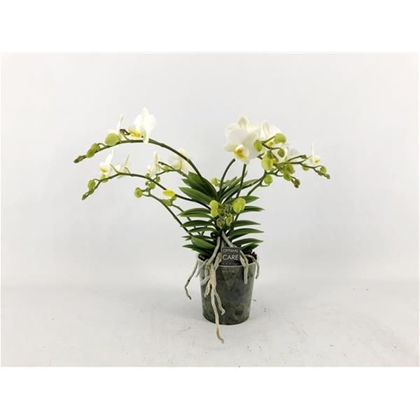 PHALAENOPSIS
