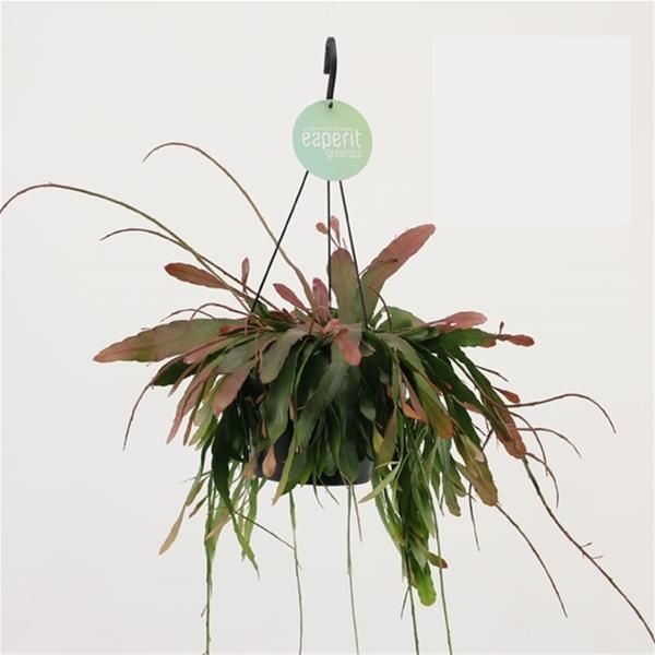 RHIPSALIS RAMULOSA RED CORAL