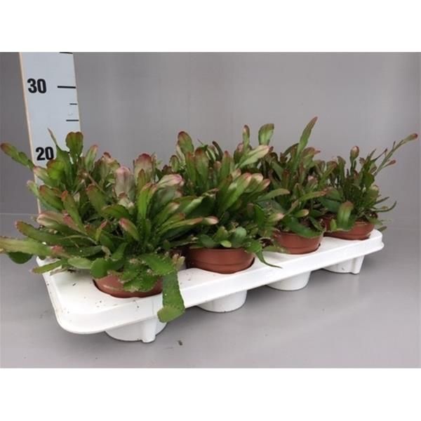 RHIPSALIS RED CORAL