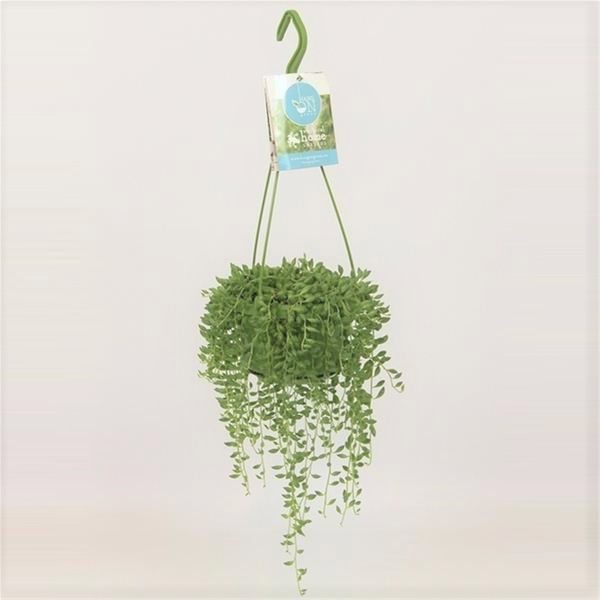 SENECIO HERREIANUS