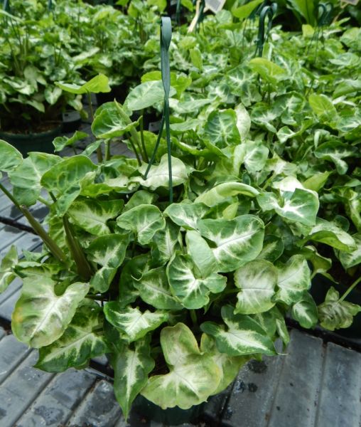 SYNGONIUM PIXIE