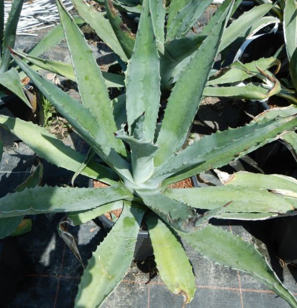 AGAVE AMERICANA