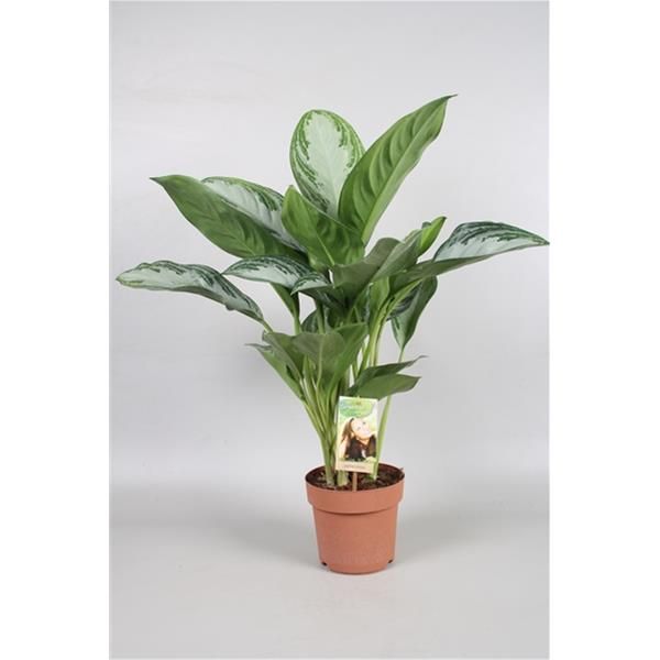 AGLAONEMA SILVER BAY