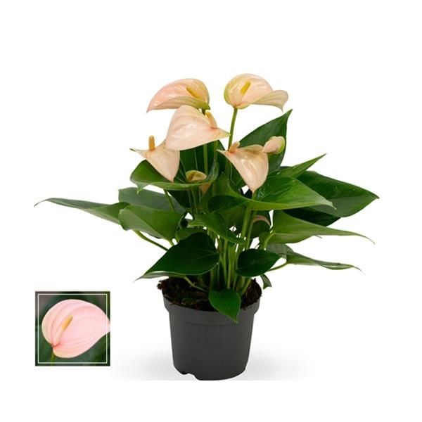 ANTHURIUM JOLI PEACH