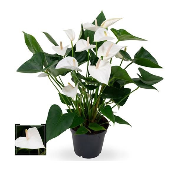 ANTHURIUM WHITE CHAMPION