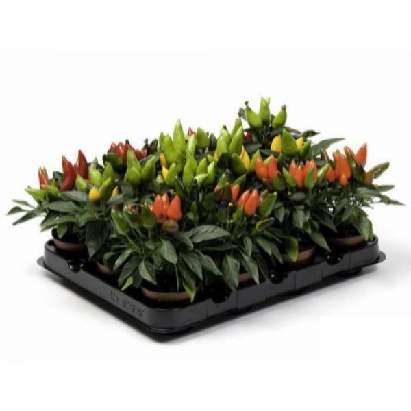 CAPSICUM