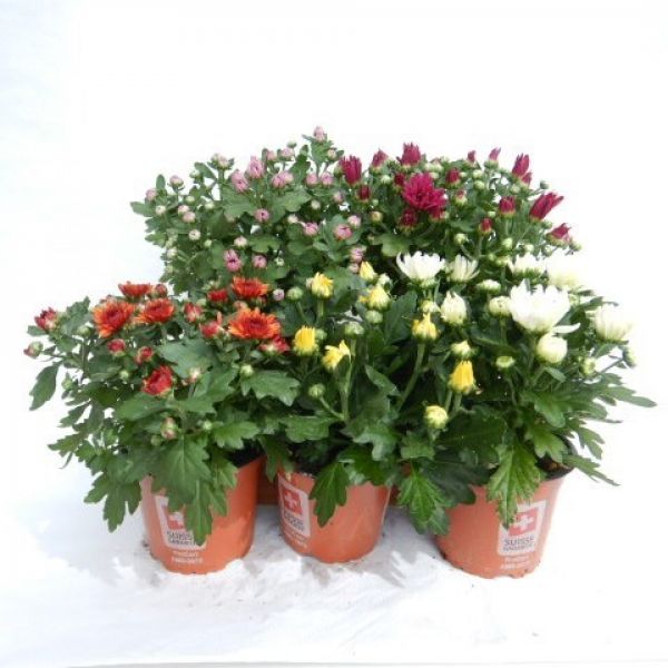 CHRYSANTHEME 3 BOUTURES