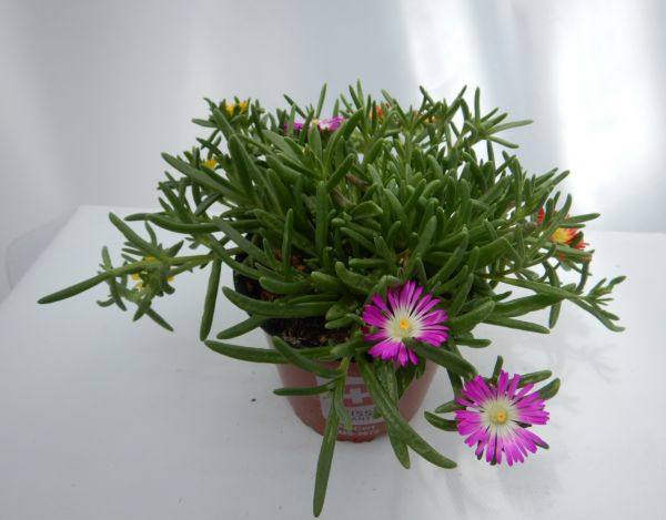 DELOSPERMA CONFETTI