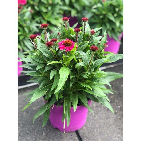 ECHINACEA NEW LILA