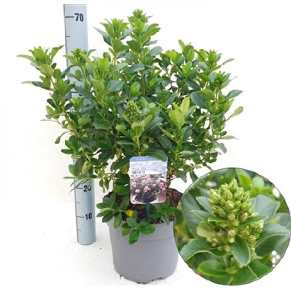 ESCALLONIA