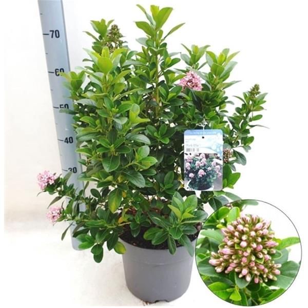 ESCALLONIA