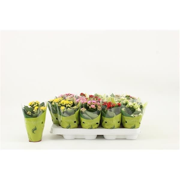 KALANCHOE CALANDIVA