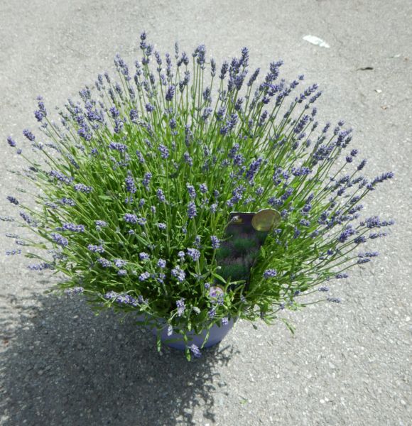 LAVANDULA HIDCOTE