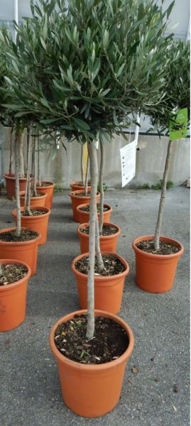 OLEA EUROPAEA TIGE