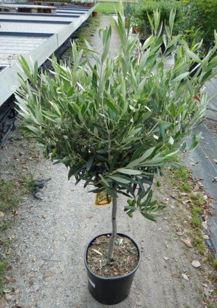 OLEA EUROPAEA TIGE