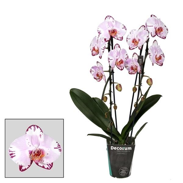PHALAENOPSIS CASCADE