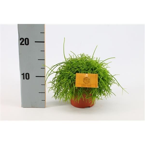 RHIPSALIS CASSUTTA