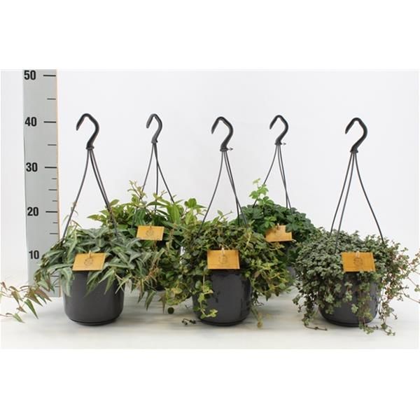 SUSPENSION MIX