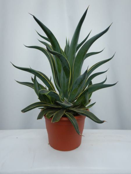 AGAVE DESMETIANA