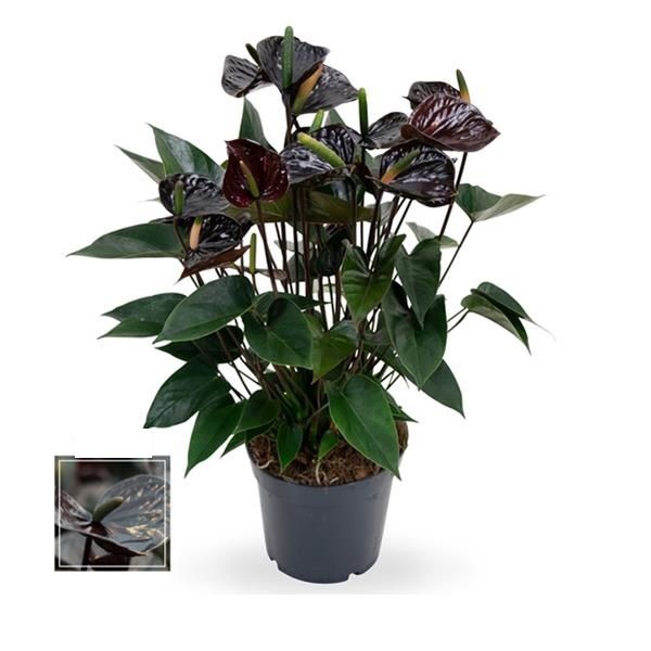 ANTHURIUM BLACK