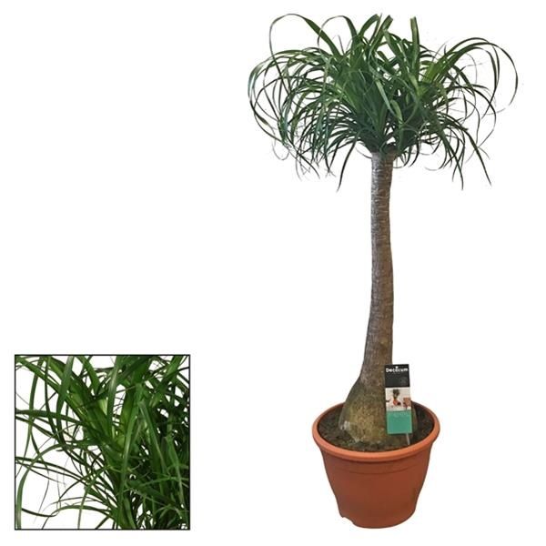 BEAUCARNEA RECURVATA