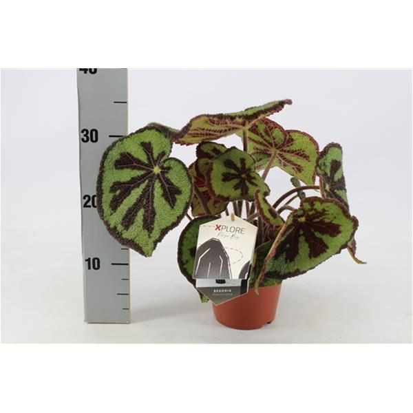 BEGONIA MASONIANA