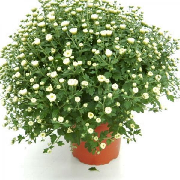 CHRYSANTHEME BOULE